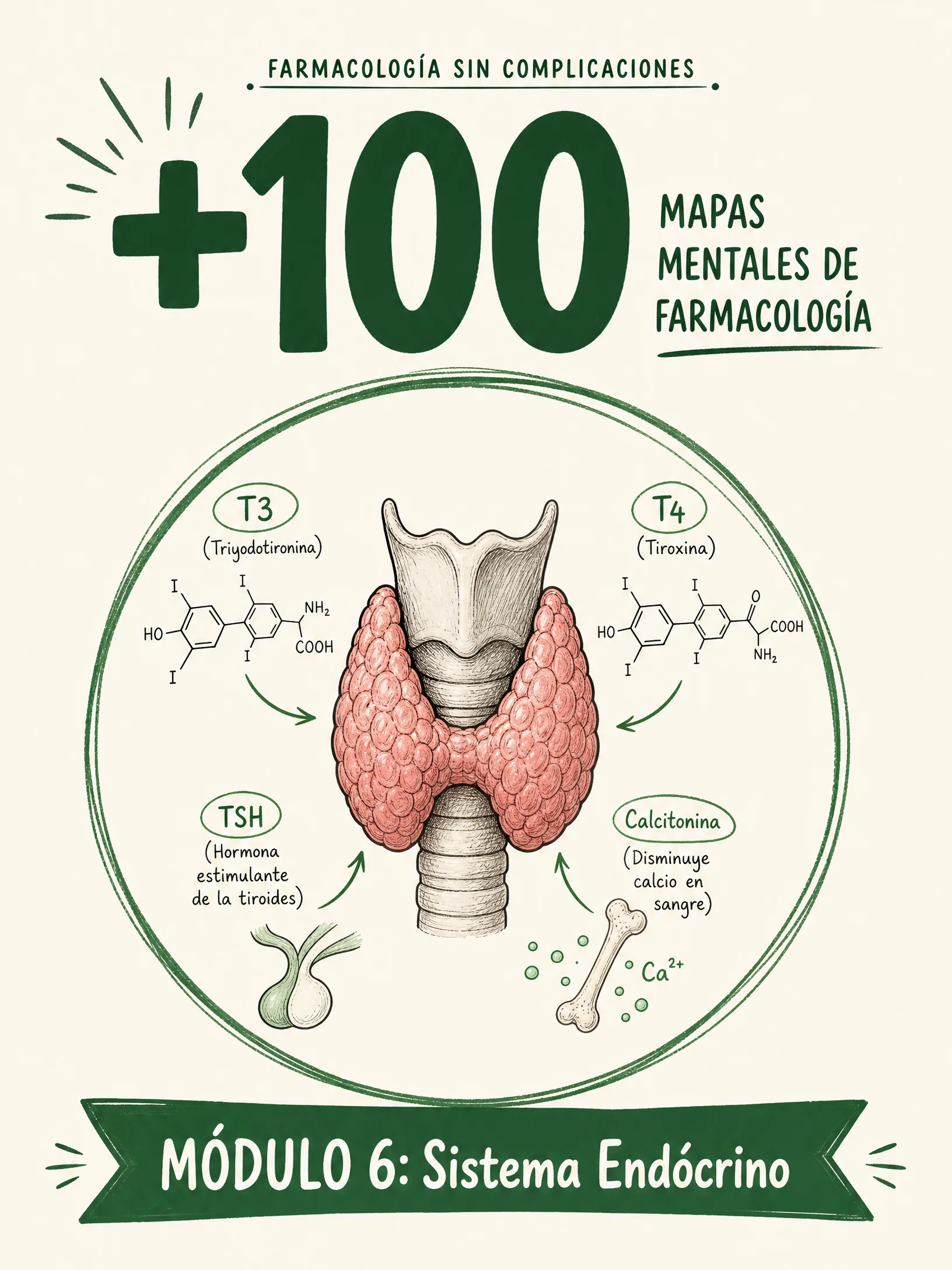 Módulo 6 — Sistema Endócrino