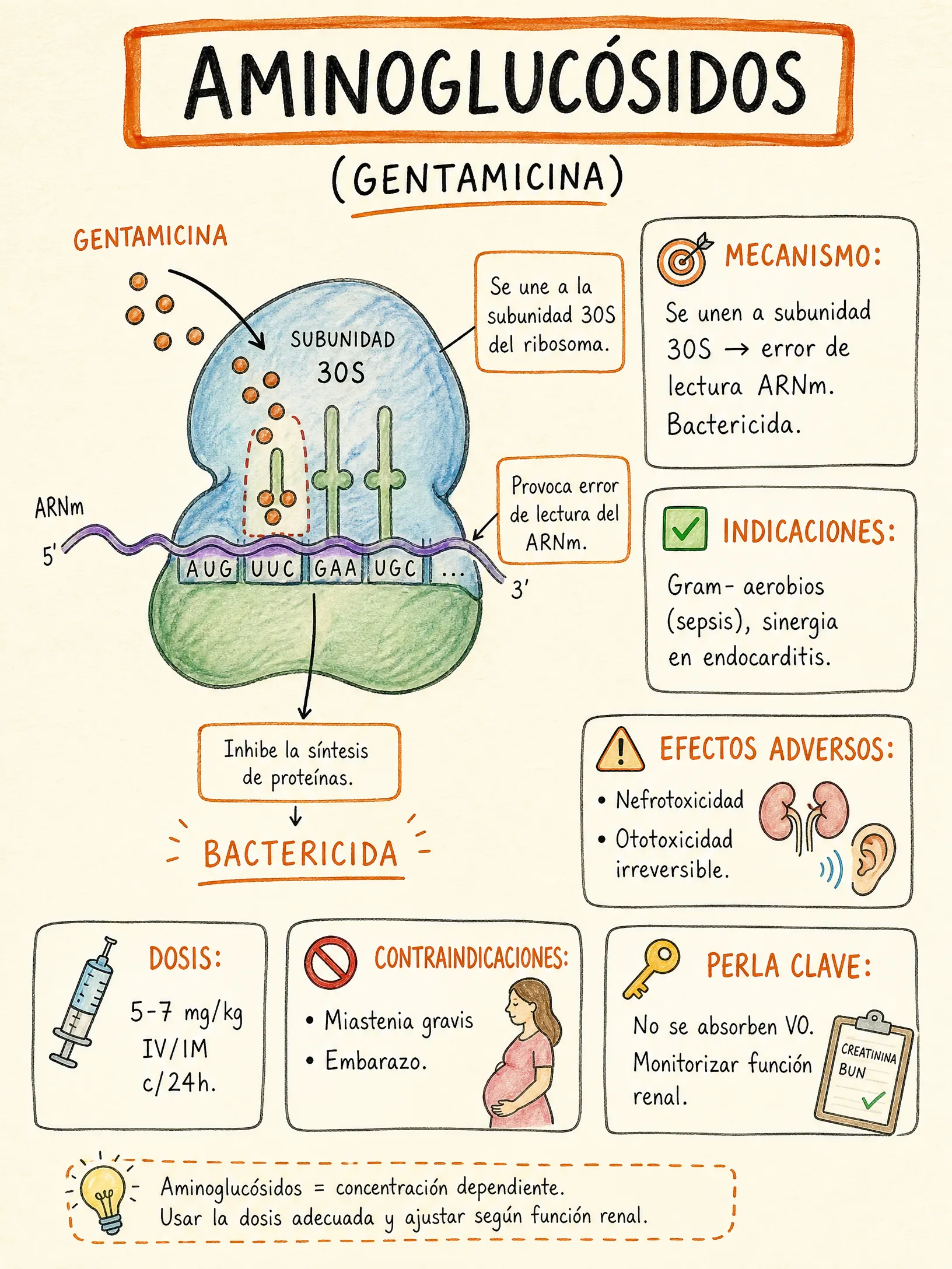 Aminoglucósidos · Gentamicina