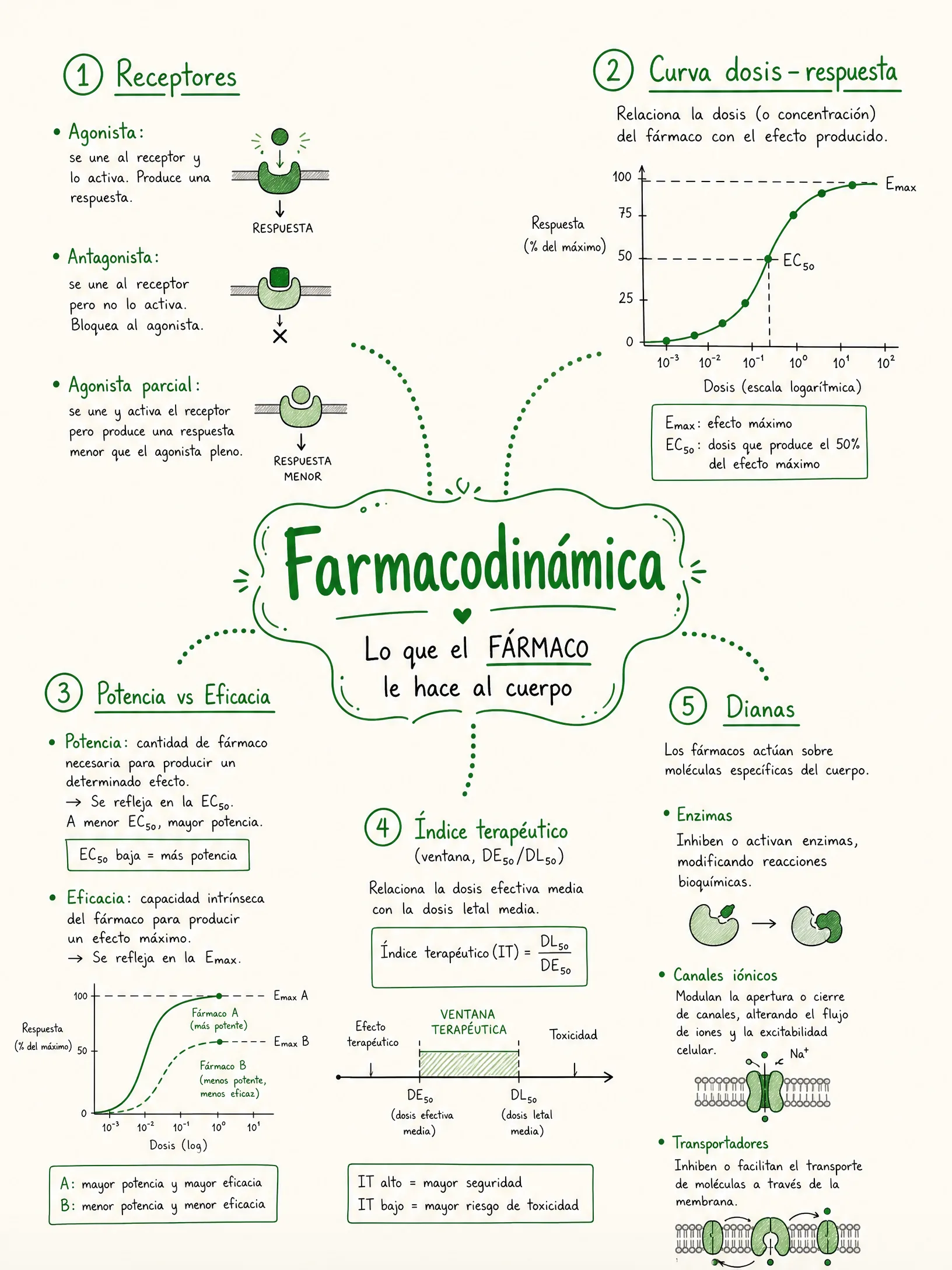 Farmacodinamia