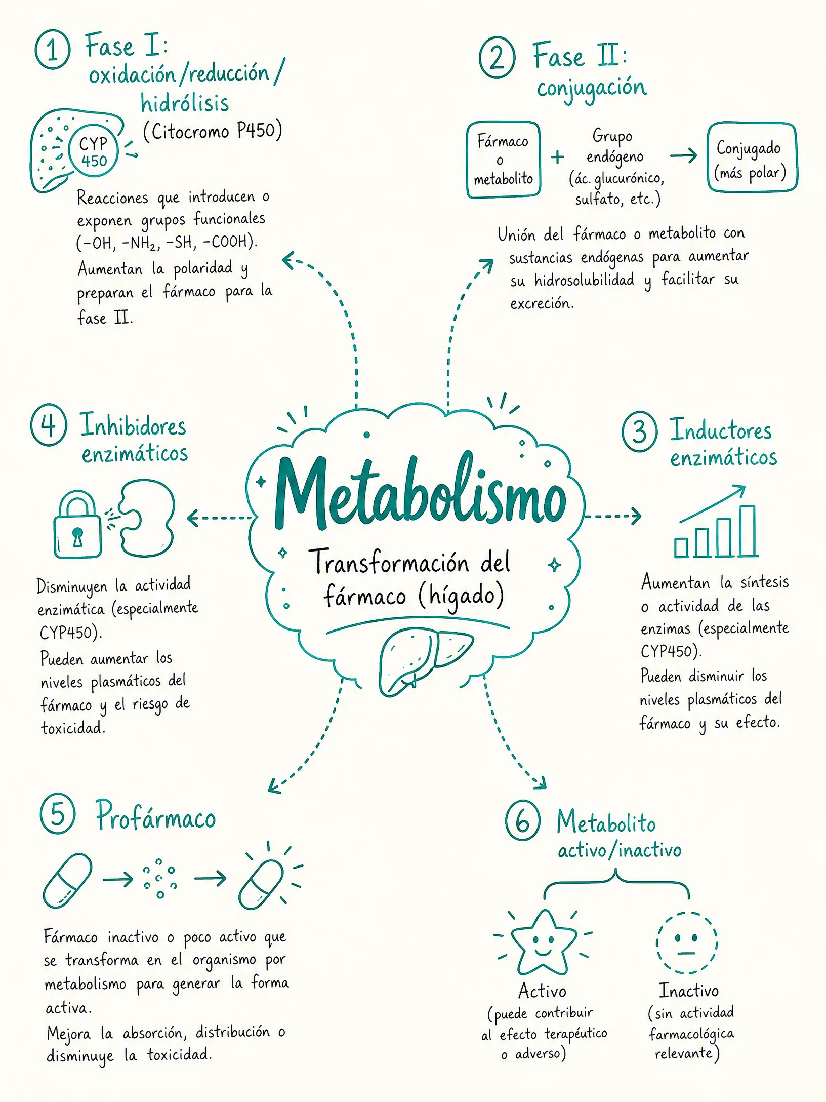 Metabolismo