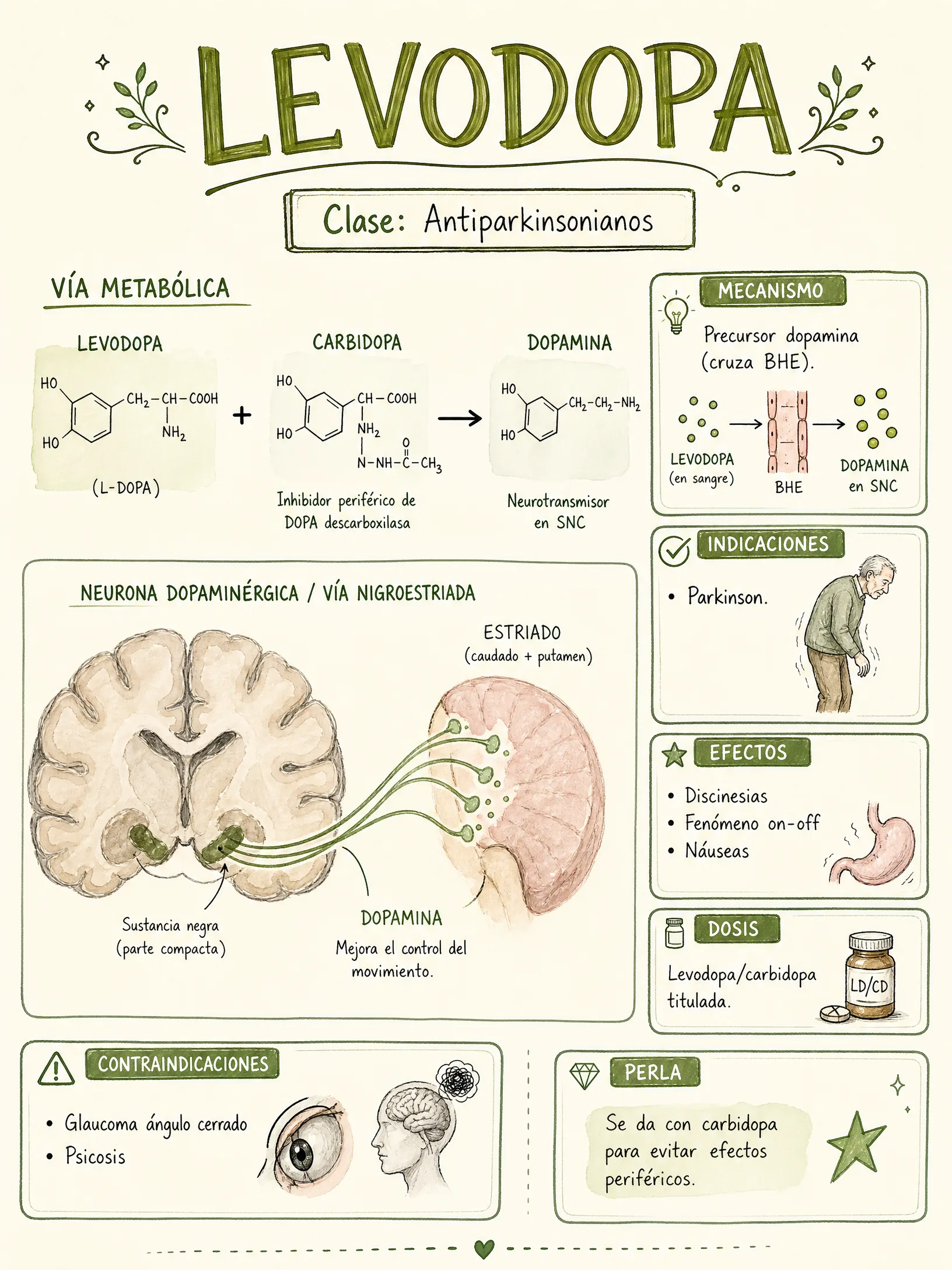 Antiparkinsonianos · Levodopa
